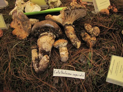 Imperial Mushroom