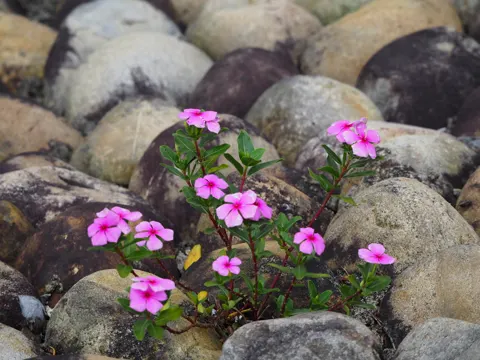 Immergrün (Catharanthus roseus)