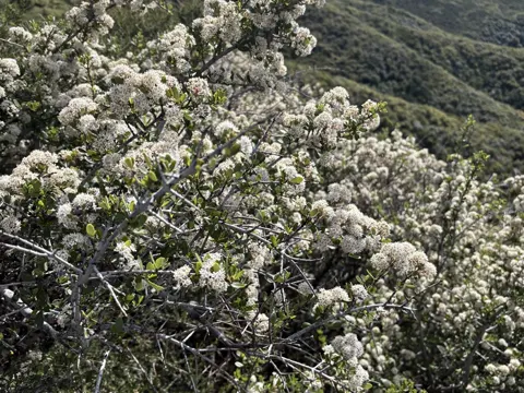 Keilblättriger Ceanothus