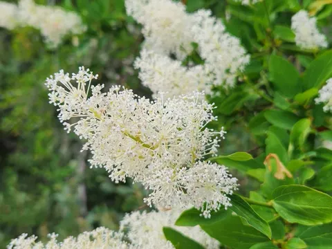 Deerbrush (Ceanothus integerrimus)