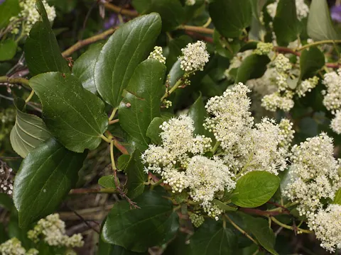 Ceanothus velutinus (Ceanothus velutinus)
