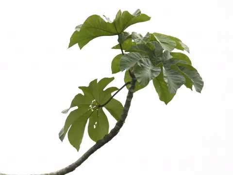 Cecropia membranacea