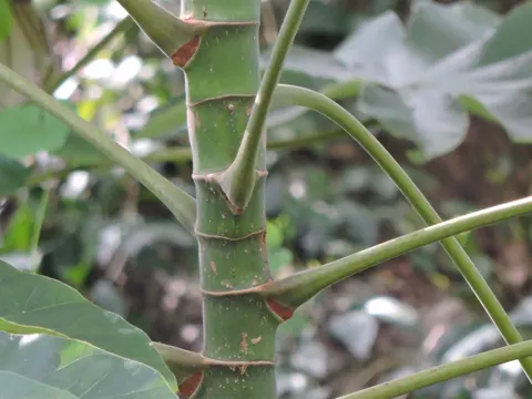 Cecropia peltata