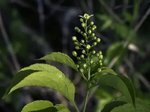 Kletternder Baumwürger (Celastrus scandens)