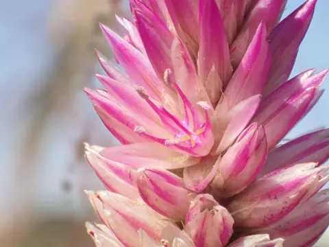 Hahnenkamm (Celosia argentea)