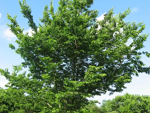 Hackberry