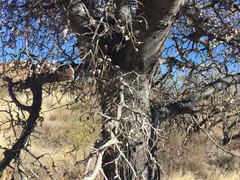 Westlicher Zürgelbaum (Celtis reticulata)