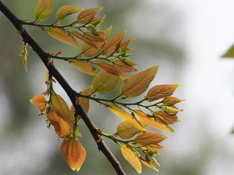 Celtis sinensis