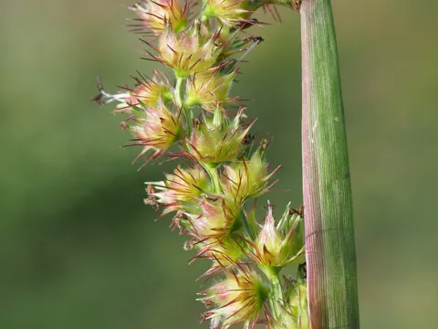 Igelgras