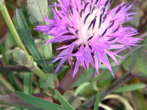 Raue Flockenblume