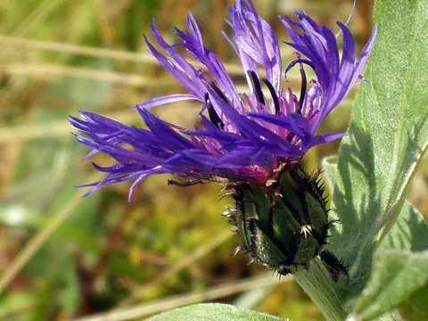 Berg-Flockenblume (Centaurea montana)