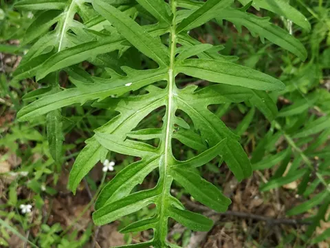 Skabiosen-Flockenblume (Centaurea scabiosa)