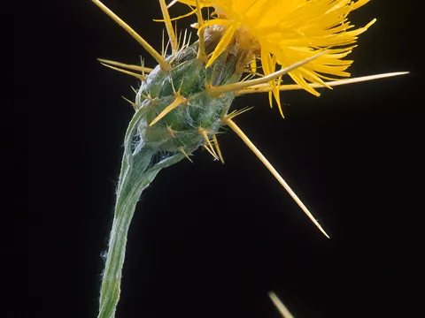 Yellow Star-thistle