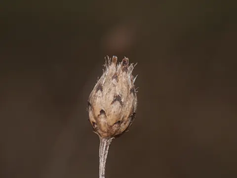 Gefleckte Flockenblume (Centaurea stoebe)