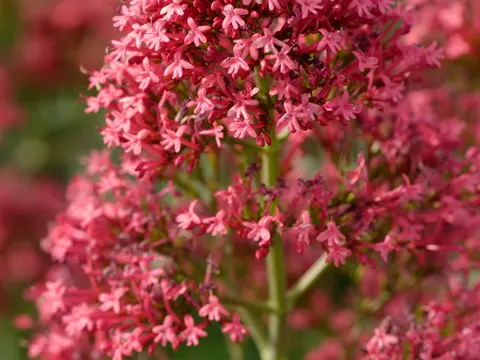 Rote Spornblume (Centranthus ruber)
