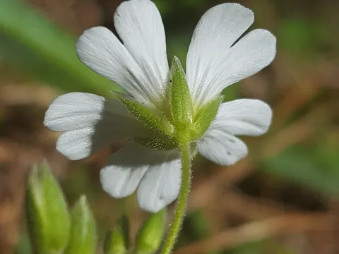 Acker-Hornkraut (Cerastium arvense)