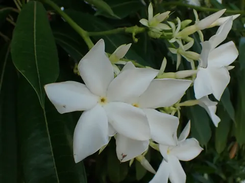 Gelber Oleander