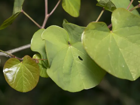 Judasbaum (Cercis siliquastrum)