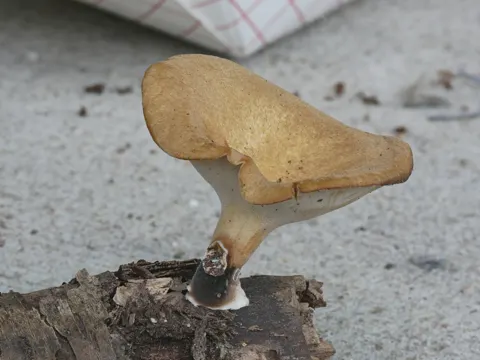 Vielfarbiger Stielporling (Cerioporus varius)