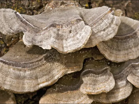 Einfarbige Tramete (Cerrena unicolor)