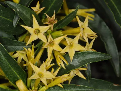 Chilenischer Jasmin
