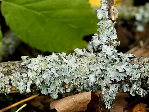 Olivgrüne Cetrelia (Cetrelia olivetorum)