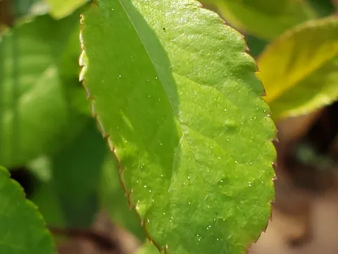 Japanische Zierquitte (Chaenomeles japonica)