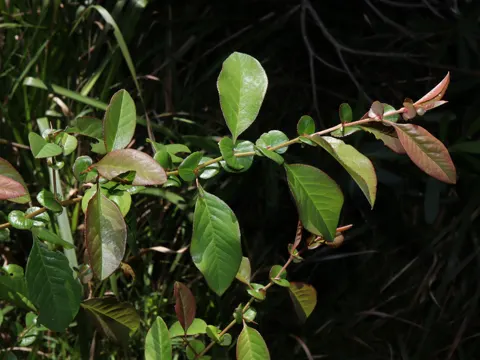 Chinesische Zierquitte (Chaenomeles speciosa)