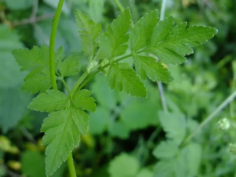 Rough Chervil (Chaerophyllum temulum)