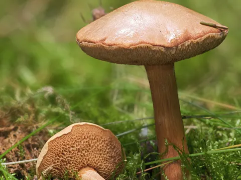 Chalciporus piperatus (Chalciporus piperatus)