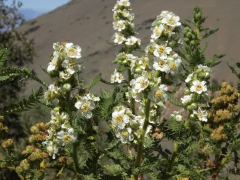 Chamaebatiaria millefolium