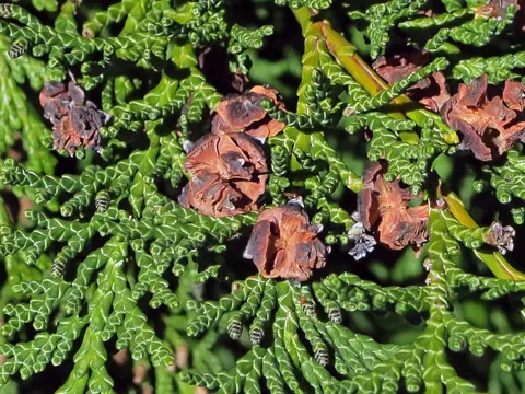 Lawson's Cypress (Chamaecyparis lawsoniana)