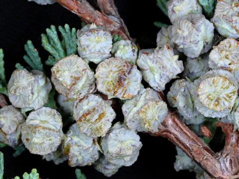 Weiße Scheinzypresse (Chamaecyparis thyoides)