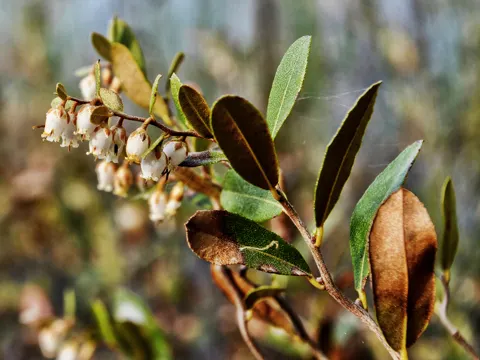Lederblatt (Chamaedaphne calyculata)