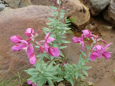 Breitblättriges Weidenröschen (Chamaenerion latifolium)