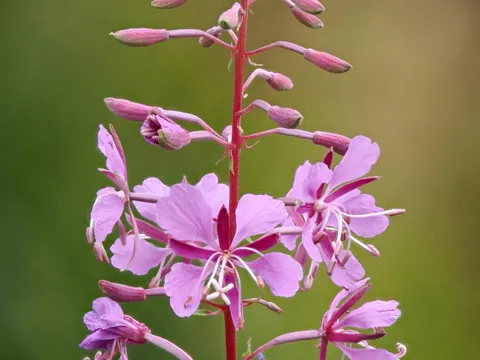 Fireweed
