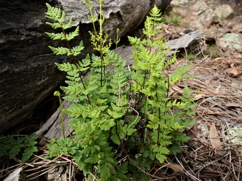 Cheilanthes sieberi