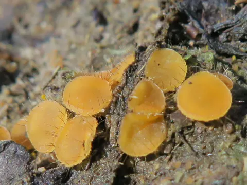 Cheilymenia fimicola