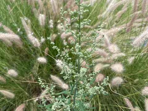 Lamb's Quarters