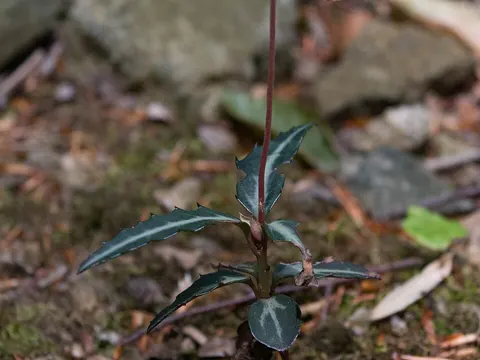 Spotted Wintergreen