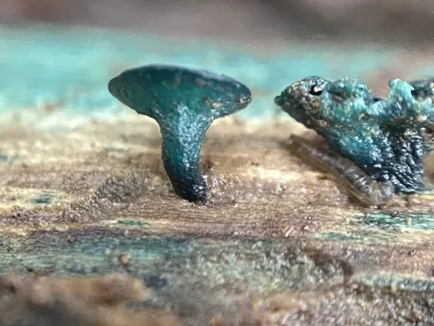 Großsporige Grünspanbecherling (Chlorociboria aeruginosa)