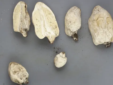 Falschparaso (Chlorophyllum agaricoides)