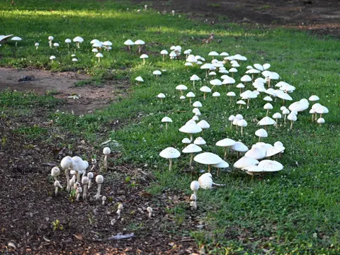 Grünsporiger Schirmling (Chlorophyllum molybdites)