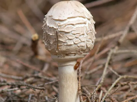 Gemeiner Strichlinge (Chlorophyllum rhacodes)