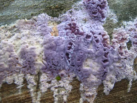 Violetter Knorpelschichtpilz (Chondrostereum purpureum)