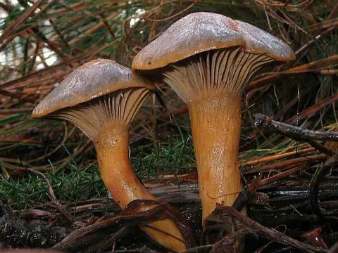 Kupferroter Gelbfuß (Chroogomphus rutilus)