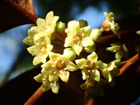 Star Apple
