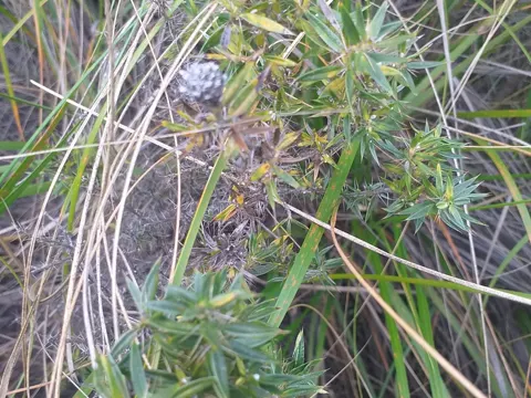 Chuquiraga parviflora