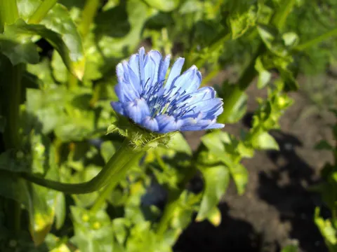 Endivie
