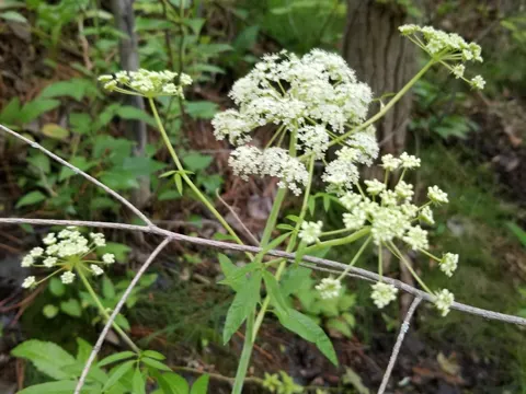 Cicuta maculata (Cicuta maculata)